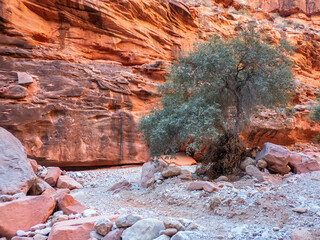 Scenery on the Havasu Falls Trail, Havasupai Indian Reservation, Grand Canyon, Arizona	
