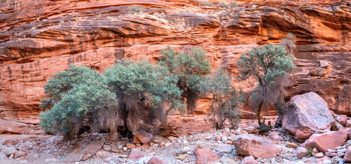 Scenery on the Havasu Falls Trail, Havasupai Indian Reservation, Grand Canyon, Arizona	
