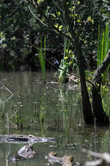 Bird perched on a branch near still water surrounded by lush vegetation in a tranquil natural...