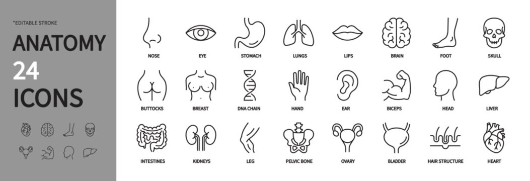 Anatomy icon set. Human body, internal organs, nose, eye, stomach, lungs, brain, foot, skull, hand, head, liver, intestines, kidneys, ovary, bladder, heart, etc. Editable stroke, vector illustration.