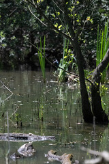 Bird perched on a branch near still water surrounded by lush vegetation in a tranquil natural...