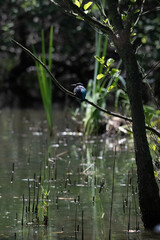 Bird perched on a branch near still water surrounded by lush vegetation in a tranquil natural...