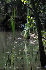 Bird perched on a branch near still water surrounded by lush vegetation in a tranquil natural...