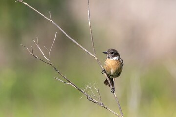 Horizontal close-up of Saxicola rubicola (Common Stonechat) on a branch. Soft countryside colors in background. Taken in Arrocampo Ornithological Park, Spain.