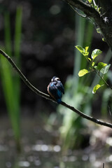 Bird perched on a branch near still water surrounded by lush vegetation in a tranquil natural...