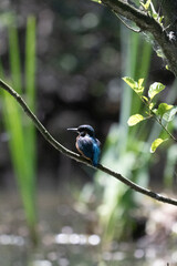 Bird perched on a branch near still water surrounded by lush vegetation in a tranquil natural...