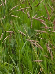 Wheat growing in a suburban park 