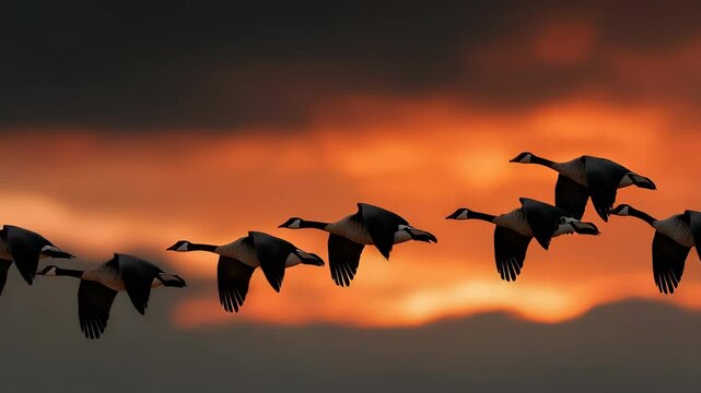 Canada Geese Flying in Formation Against a Dramatic Orange Sunset Sky, Wildlife Migration, Nature Photography