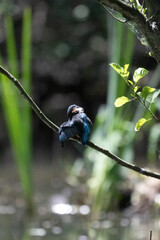 Bird perched on a branch near still water surrounded by lush vegetation in a tranquil natural...