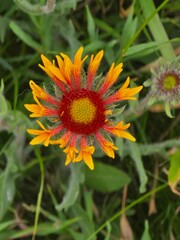 yellow flower in the garden