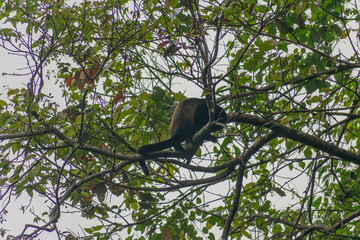 Howler Monkey
