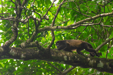 Howler Monkey
