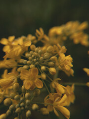 close up of yellow flowers