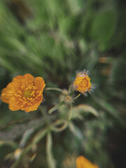 yellow flower of a dandelion