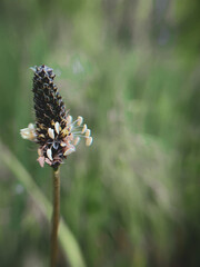 thistle in the grass