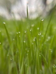 grass with dew drops