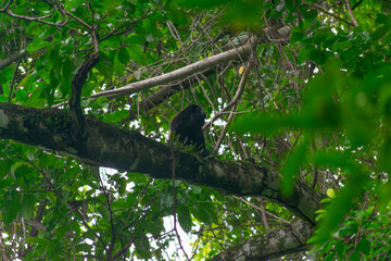 Howler Monkey
