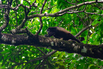 Howler Monkey
