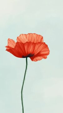 Red poppy flower blooming against a soft pastel background  