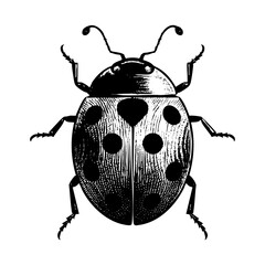 Ladybug sketch engraving black and white outline. Scratch board imitation.  illustrated in vintage line art style on a white background.