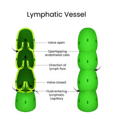 Lymphatic Vessel Structure and Function
