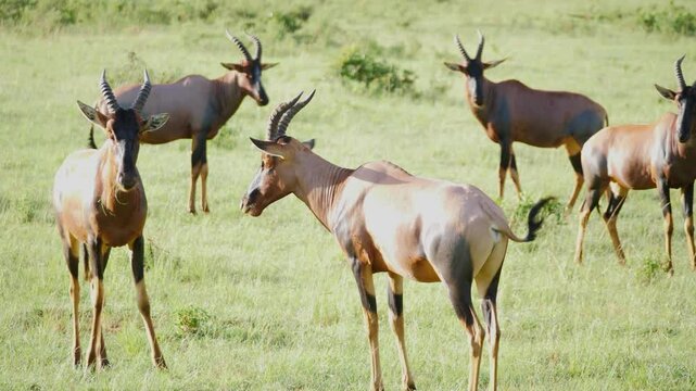 A group of hartebeest antelope in standing in a grass field. 