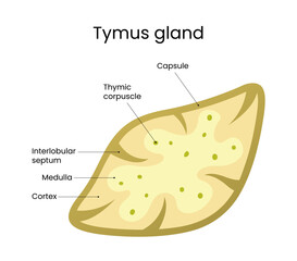 Anatomical of the Thymus Gland