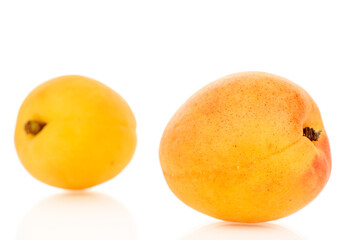 Sweet organic apricots isolated on white background, close-up.