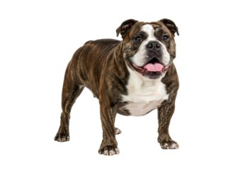 An adult english bulldog with brown and white brindle fur, mouth slightly open showing pink tongue, standing confidently, isolated on transparent background with copy space, cheerful commercial