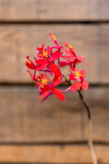 Close-up of a red crucifix orchid or Epidendrum radicans with yellow accents, photographed in front of a rustic wooden wall with soft natural lighting