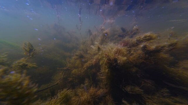 hornwort and elodea dominate shallow freshwater pond, torn aquatic plant mess after storm, green hairy microalgae low visibility muddy water, human polluted environment disaster, Riv river in town Bar