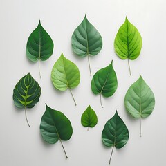 Collection of various green leaves arranged on a clean white background