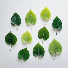 Arrangement of nine green leaves with visible veins on a white background