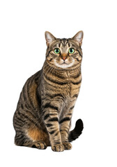 Obraz premium Adult domestic short-haired tabby cat with luxurious brown and black striped fur, distinct 'M' pattern, and striking emerald green eyes, sitting alert, making direct eye contact, perfectly isolated