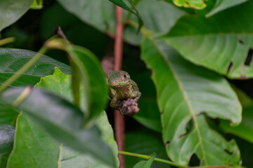 Costa Rica Lizard
