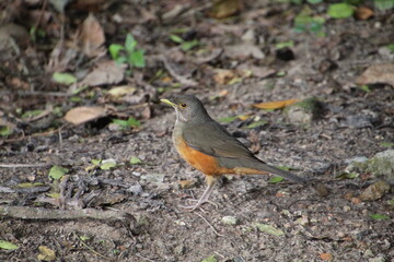 ave - sabiá laranjeira - Turdus rufiventris	