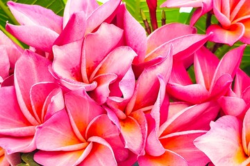 frangipani plumeria flowers