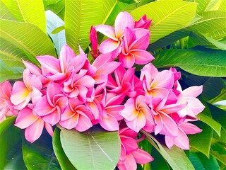 frangipani plumeria flowers