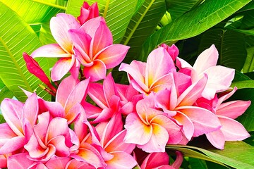 frangipani plumeria flowers