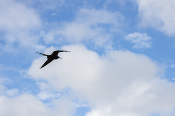 Frigatebird in Flight Over Ocean At the Galapagos Island