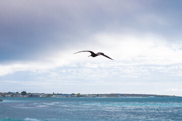 Fototapeta premium Frigatebird in Flight Over Ocean At the Galapagos Island