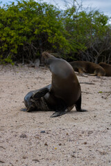 Obraz premium Baby sea lions at the beach at the Galapagos Islands