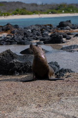 Naklejka premium Baby sea lions at the beach at the Galapagos Islands