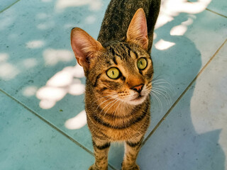 Striped domestic cat with bright green eyes standing on tiled surface in natural light