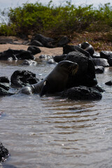 Fototapeta premium Baby sea lions at the beach at the Galapagos Islands