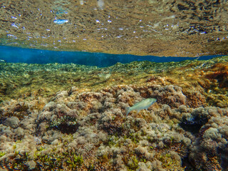 Ocean blue underwater with sunrays, Underwater Sea Deep Water Abstract Sunshine, sea wave , clean waters in summer time, Natural underwater seascape, sand on ocean floor and water surface with sunligh