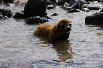Fototapeta premium Baby sea lions at the beach at the Galapagos Islands