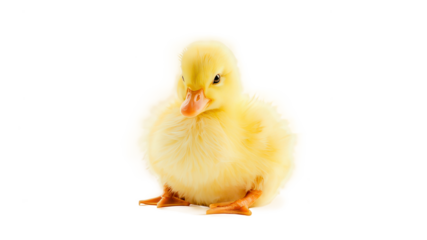 Baby Chick Portrait . This image showcases an adorable baby chick with bright yellow feathers, isolated against a crisp white background. The chick is facing forward