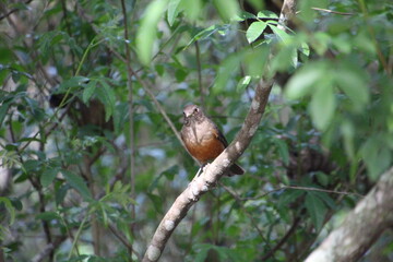 ave - sabiá laranjeira - Turdus rufiventris	
