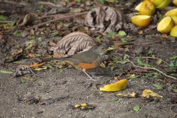 ave - sabiá laranjeira - Turdus rufiventris	